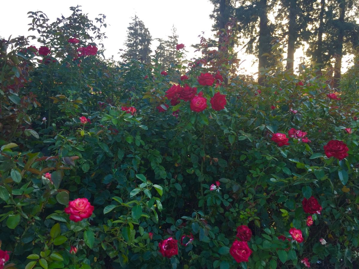 ミュニシパル・ローズ・ガーデン

花が好きな人にはオススメ！