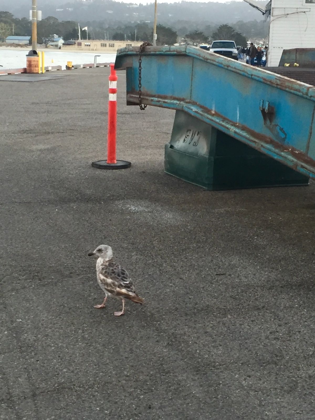 Old Fisherman's Wharf
Monterey Fish C...