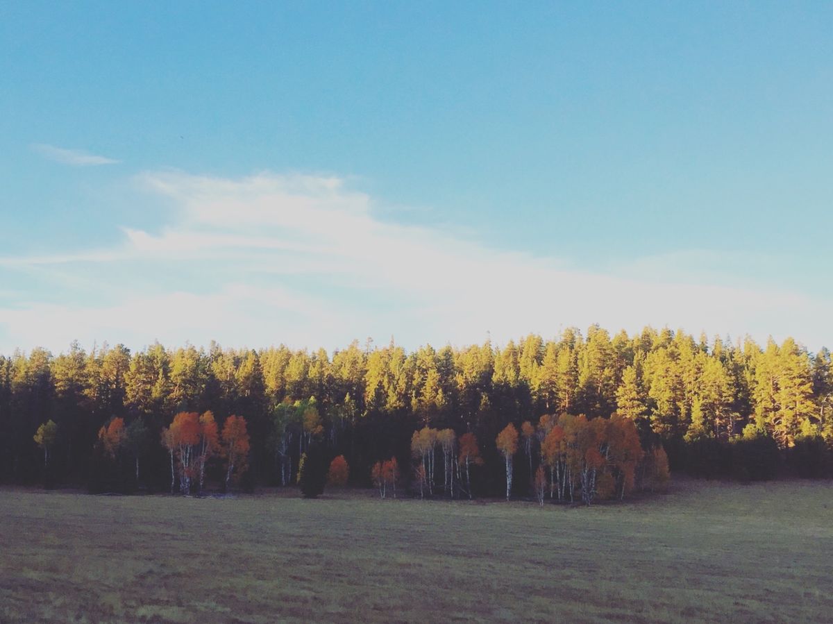 カイバ・ナショナル・フォレスト

ちょうど紅葉の季節で草木の景色が綺麗だった🍁