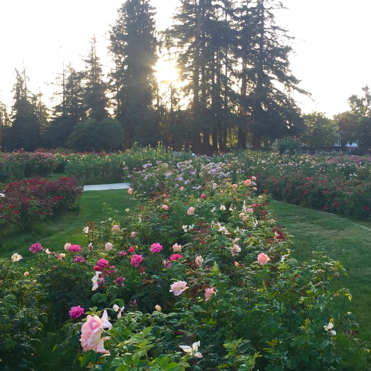 ミュニシパル・ローズ・ガーデン

花が好きな人にはオススメ！
