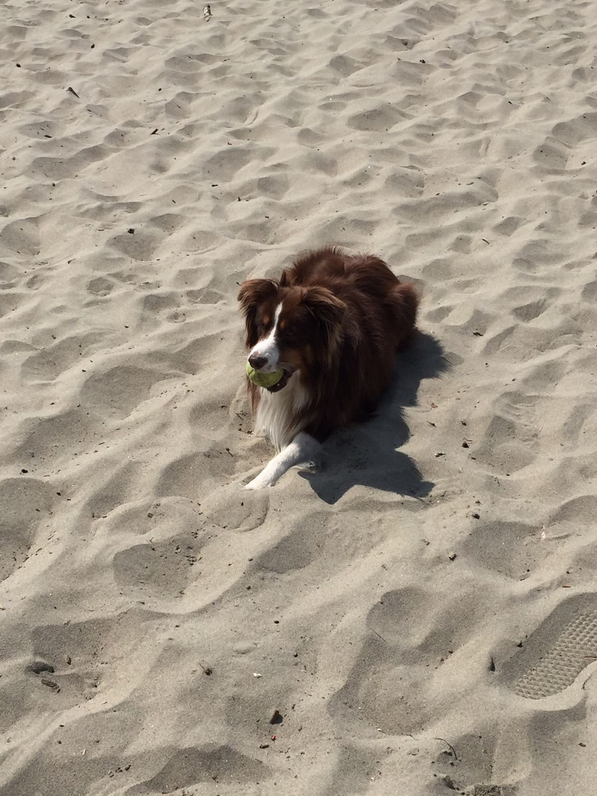 オーシャン・ビーチ Ocean Beach

浜辺で会ったワンちゃん可愛か...