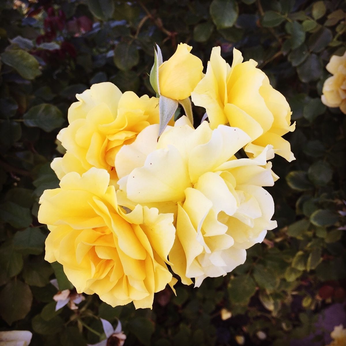 ミュニシパル・ローズ・ガーデン

ここの薔薇達は種類も豊富で本当に綺麗だった💕