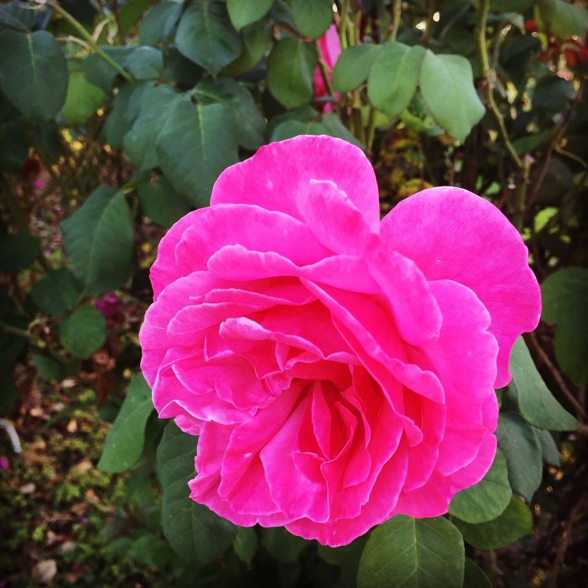 ミュニシパル・ローズ・ガーデン

ここの薔薇達は種類も豊富で本当に綺麗だった💕