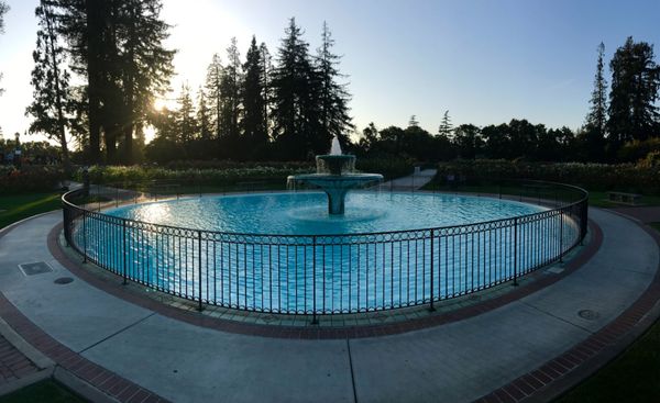 アメリカ(米国)・サンフランシスコ「海外初ドライブの旅！」の写真：ミュニシパル・ローズ・ガーデン

花が好...