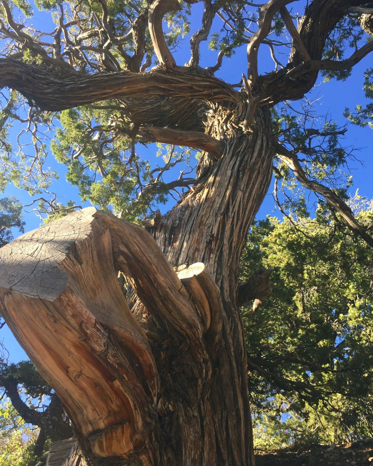 グランドキャニオン　ノースリム

柵なんてないから
普通に転げ落ちそうで結...