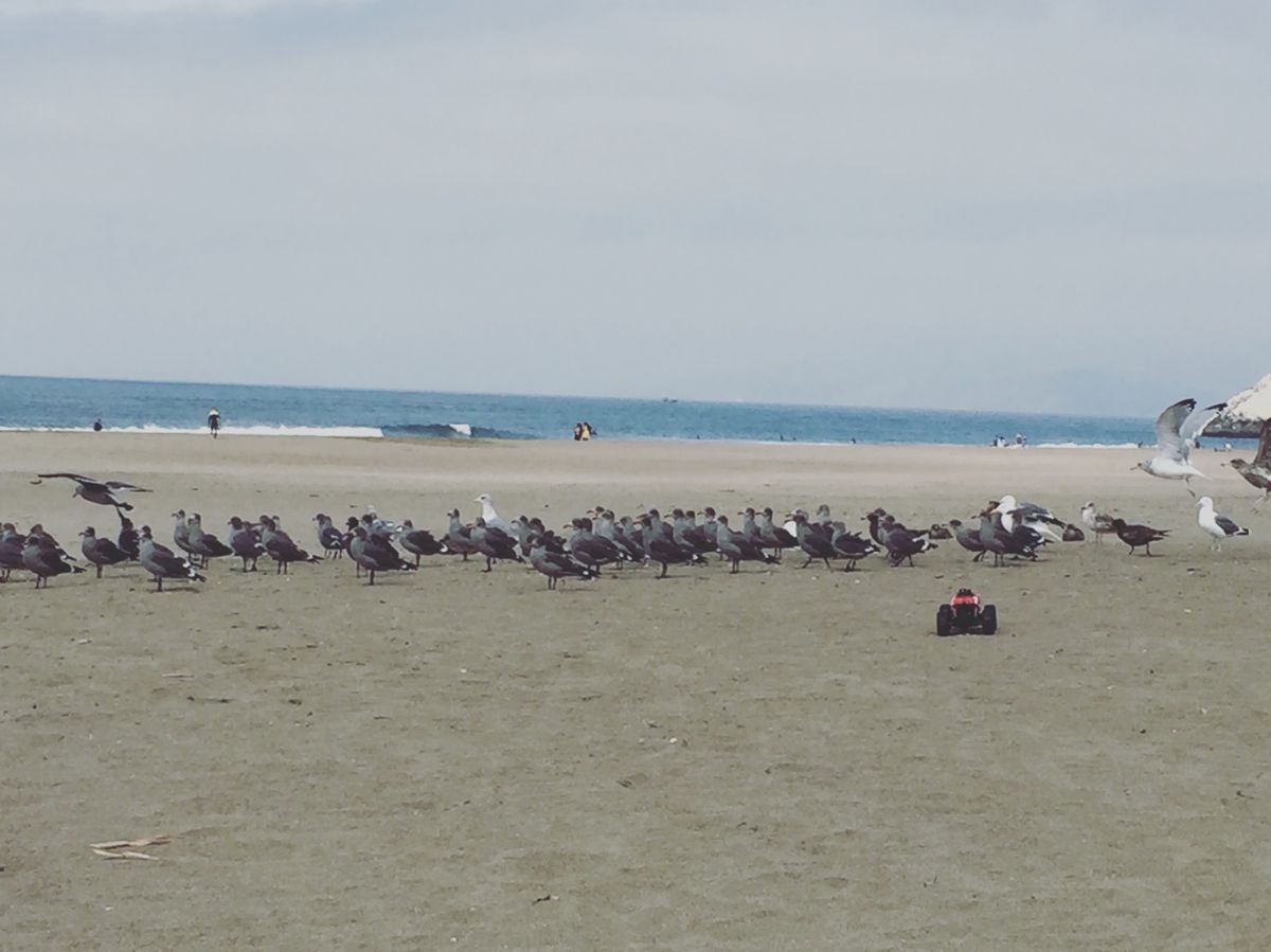 オーシャン・ビーチ Ocean Beach

本当はここでサンドアートやっ...