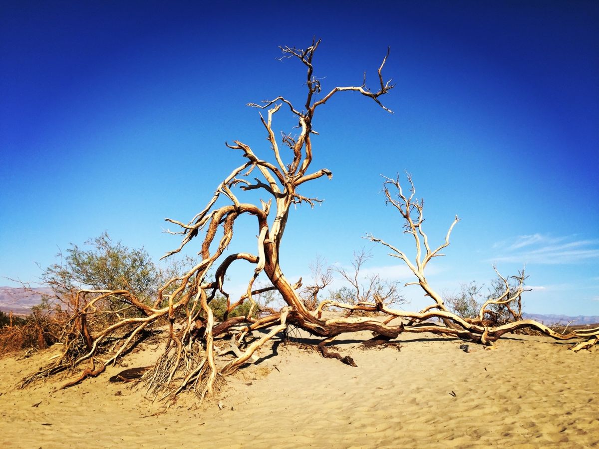 デス・バレー国立公園

まさにイメージ通りのデスバレーの風景だった！！