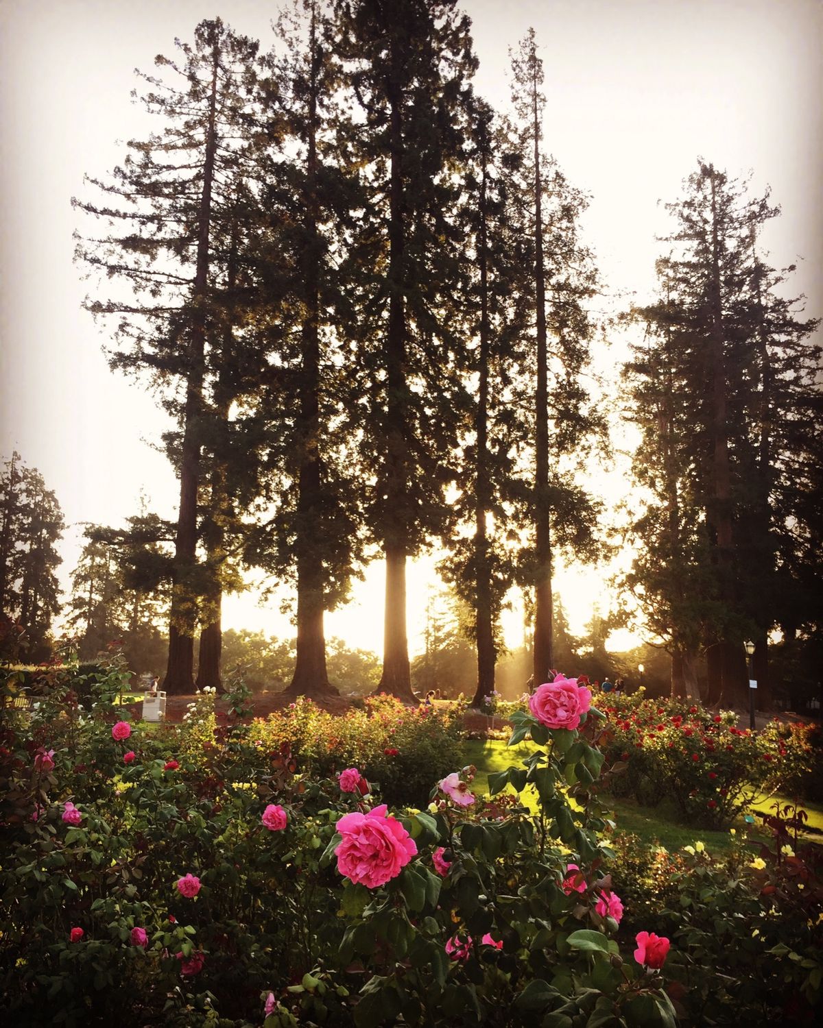 ミュニシパル・ローズ・ガーデン

花が好きな人にはオススメ！