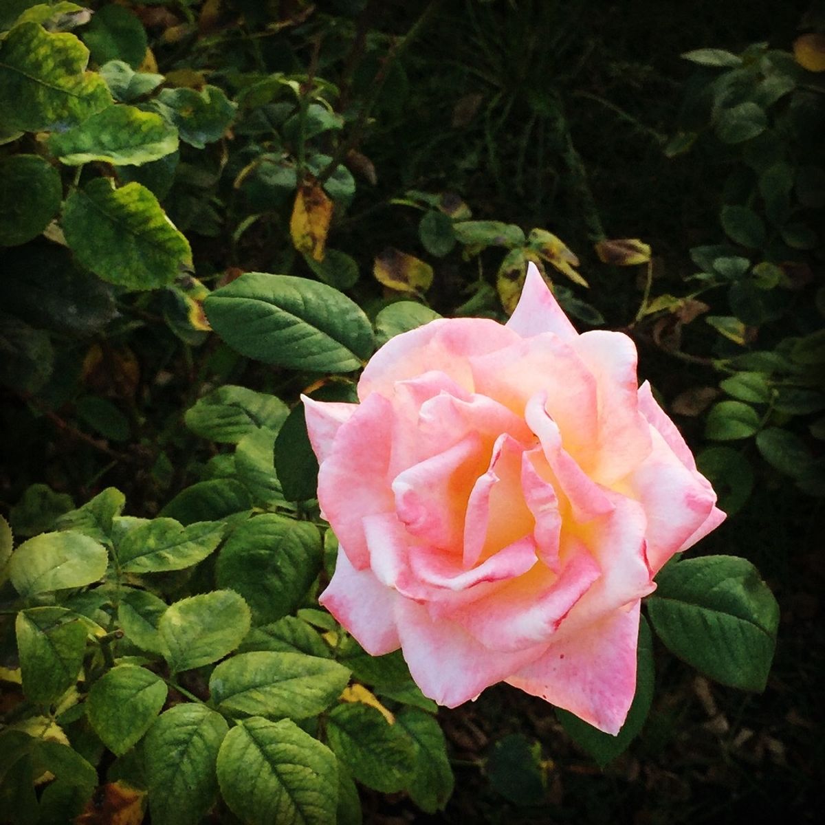 ミュニシパル・ローズ・ガーデン

ここの薔薇達は種類も豊富で本当に綺麗だった💕