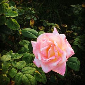 ミュニシパル・ローズ・ガーデン

ここの薔薇達は種類も豊富で本当に綺麗だった💕