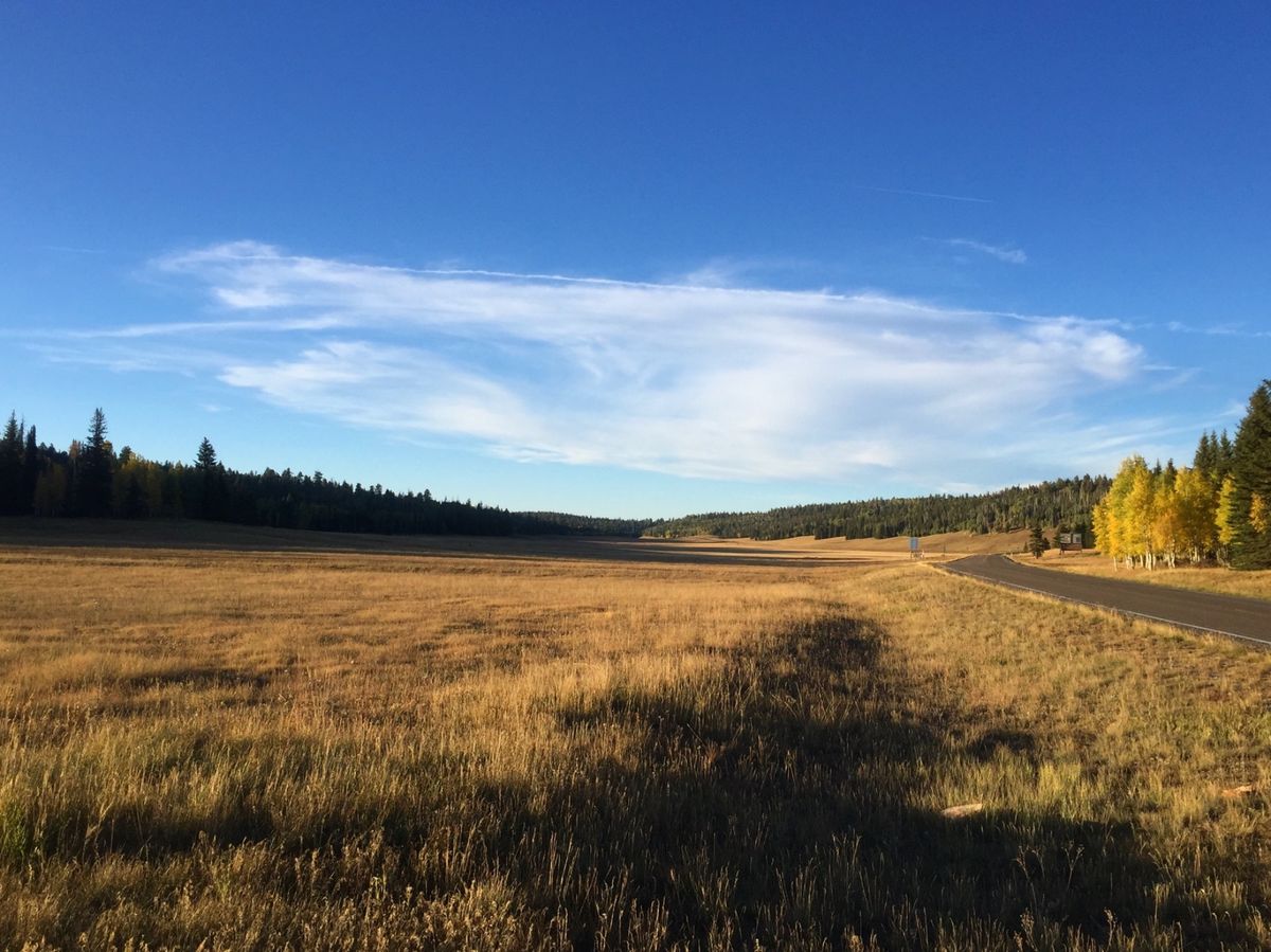 カイバ・ナショナル・フォレスト

ちょうど紅葉の季節で草木の景色が綺麗だった🍁