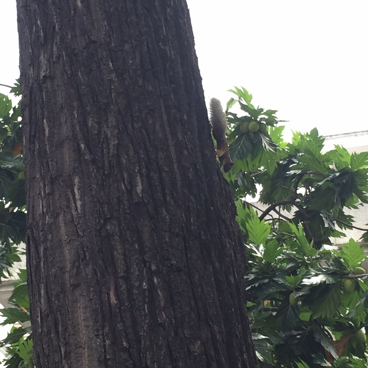 サイゴン大聖堂

めちゃくちゃたくさんのリスがいた！！🐿
こんなとこにリス...