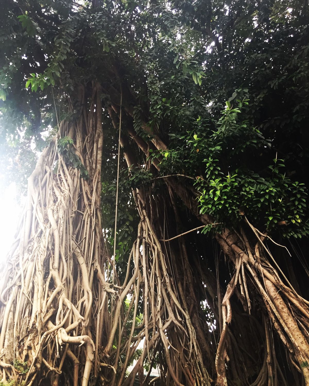 ホーチミンにいくと
いつも気になるんだけど
なんていう木なのかな？
かなり...