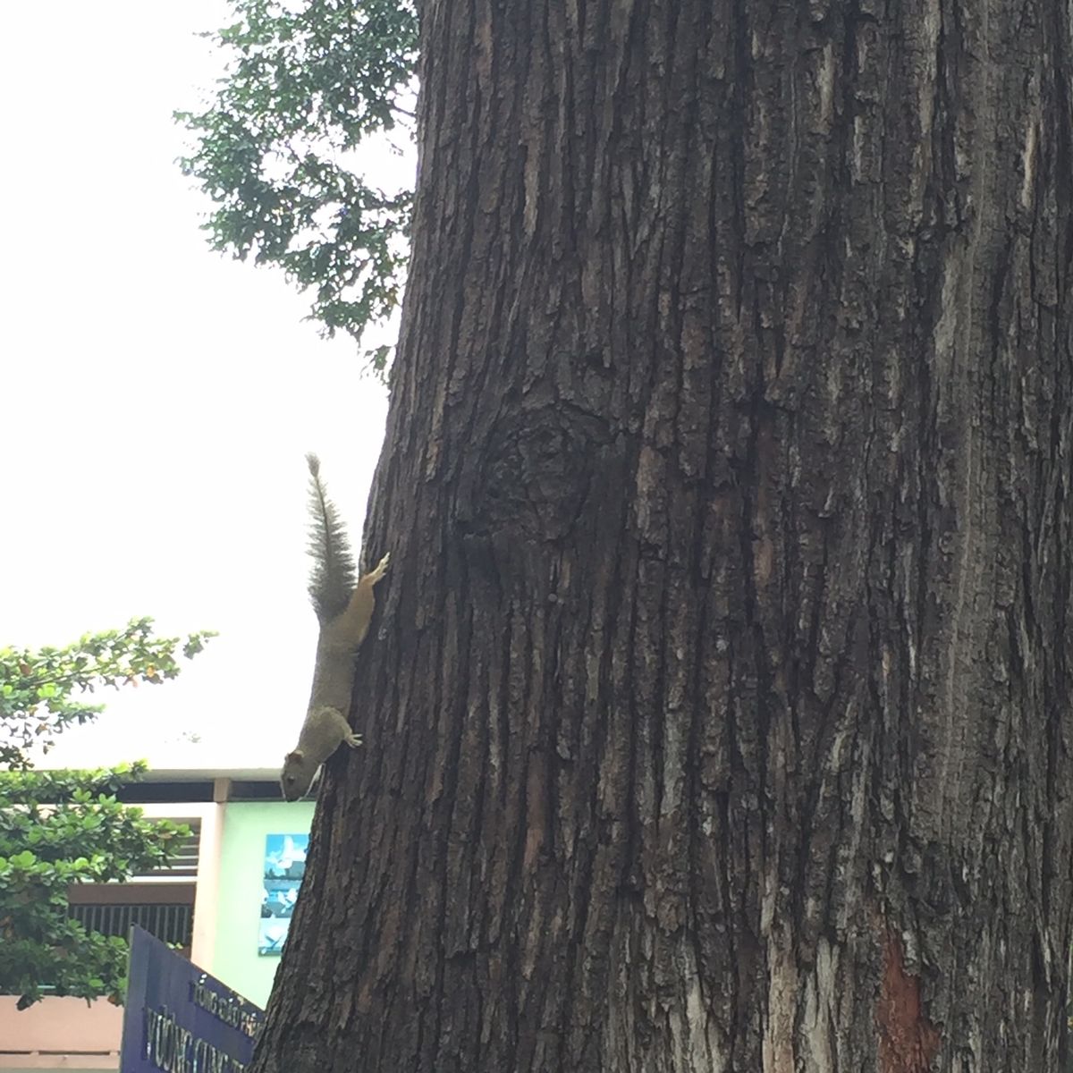 サイゴン大聖堂

めちゃくちゃたくさんのリスがいた！！🐿
こんなとこにリス...