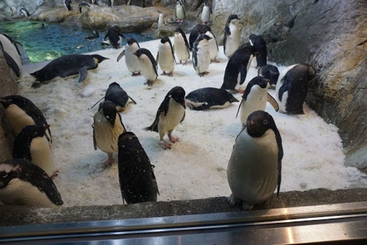 アデリーペンギン🐧
Suicaのペンギン