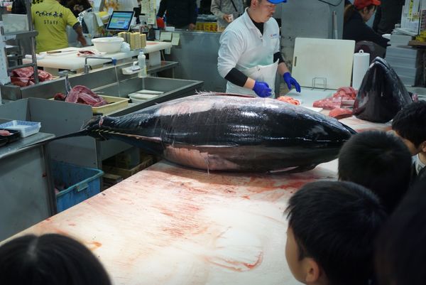 日本・和歌山県「アドベンチャーワールド🐼🐧」の写真：とれとれ市場ではマグロの解体ショーをちら...