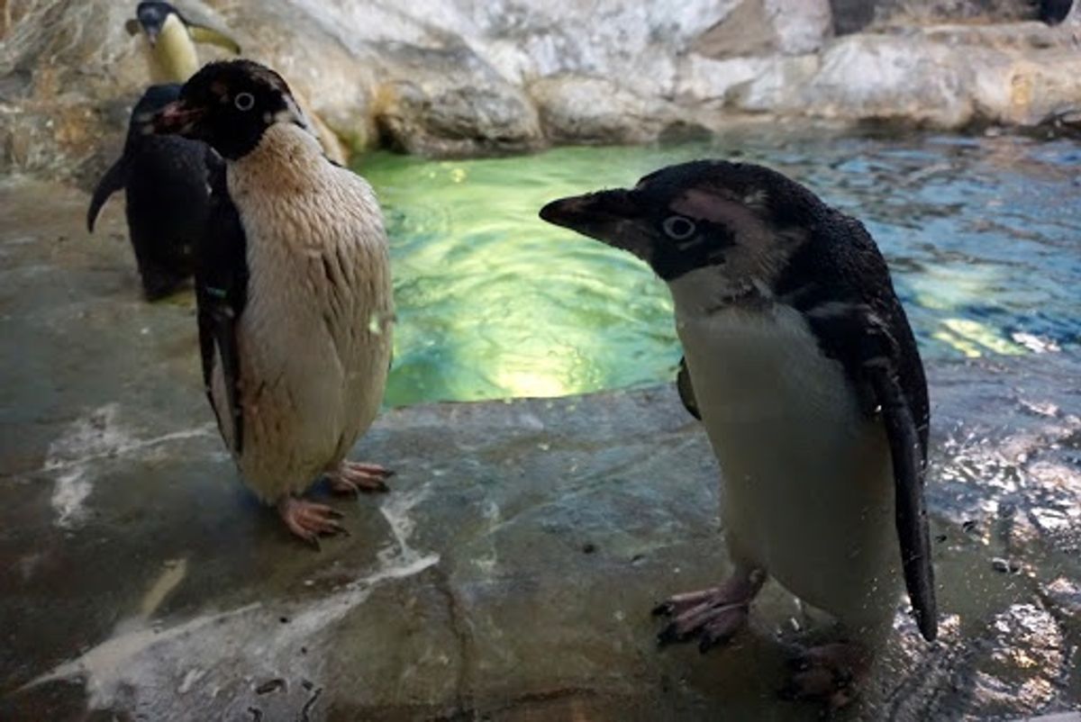 アデリーペンギン🐧
Suicaのペンギン