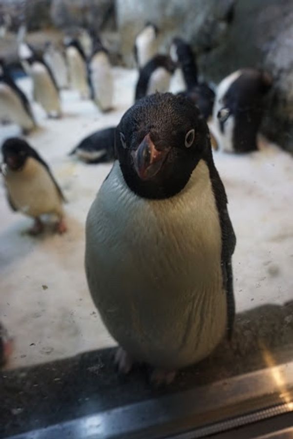 日本・和歌山県「アドベンチャーワールド🐼🐧」の写真：アデリーペンギン🐧
Suicaのペンギン