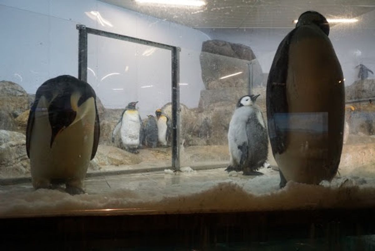 エンペラーペンギン🐧
2019年10月生まれの赤ちゃん
コウペンちゃん？