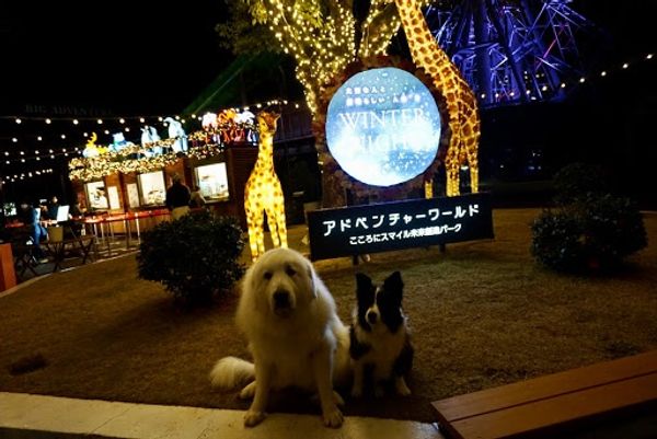 日本・和歌山県「アドベンチャーワールド🐼🐧」の写真：おさんぽ