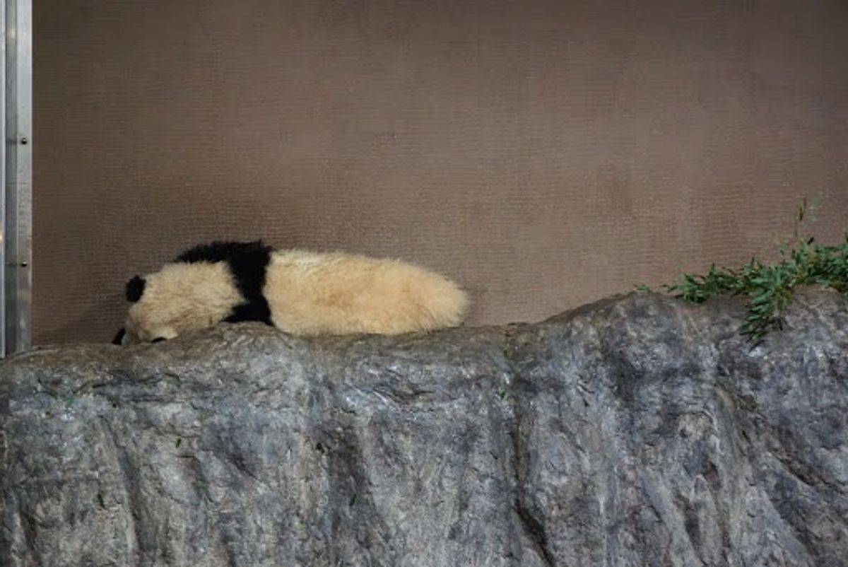 帰りにパンダを覗くとおやすみしてました