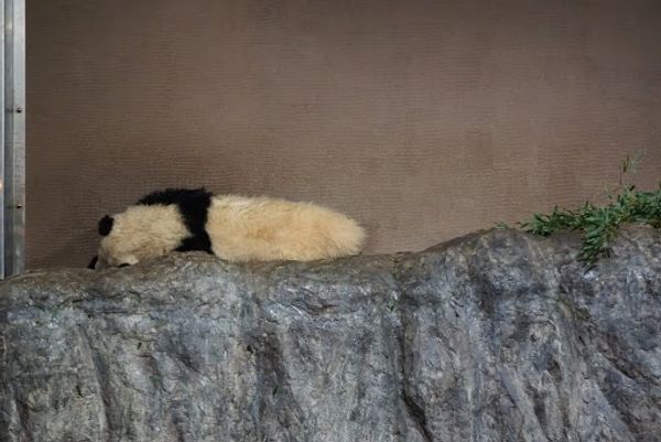 日本・和歌山県「アドベンチャーワールド🐼🐧」の写真：帰りにパンダを覗くとおやすみしてました