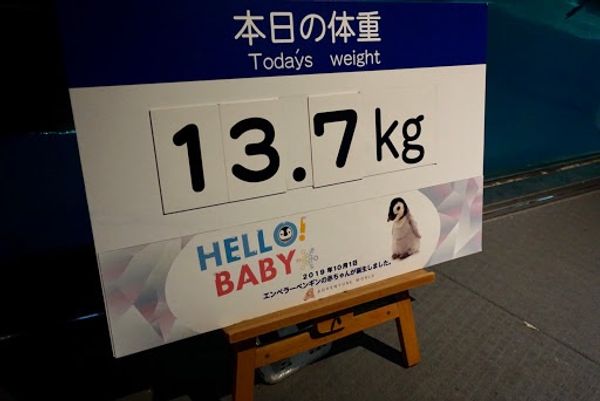 日本・和歌山県「アドベンチャーワールド🐼🐧」の写真：エンペラーペンギン🐧
2019年10月...
