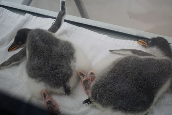 日本・和歌山県「アドベンチャーワールド🐼🐧」の写真：ほやほや