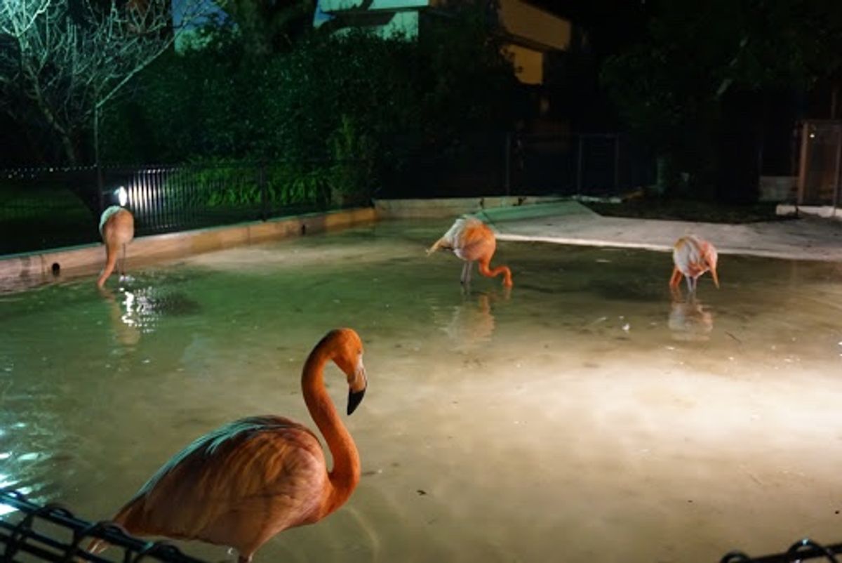 帰りにパンダを覗くとおやすみしてました