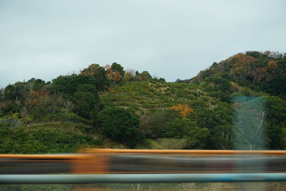 みかんらしきものをちょくちょく見かけた！さすが和歌山
