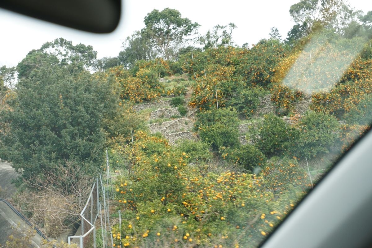 みかんらしきものをちょくちょく見かけた！さすが和歌山