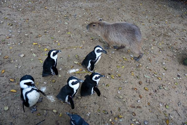 日本・和歌山県「アドベンチャーワールド🐼🐧」の写真：近くで見ることができてうれしい