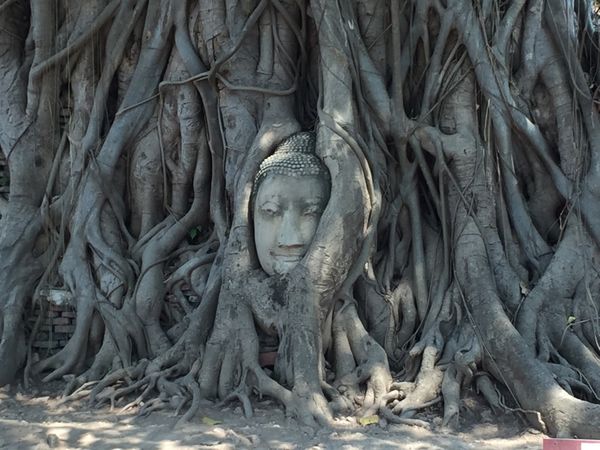 タイ「バンコク　アユタヤ」の写真：母娘旅行✈️
母がスパイス全般苦手なので...