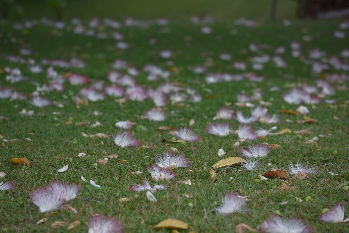 ポートオーリー、2017年初日の出とネムノキの花