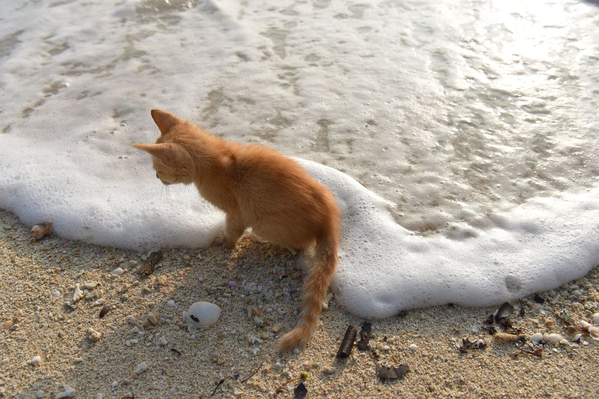 ポートオーリー