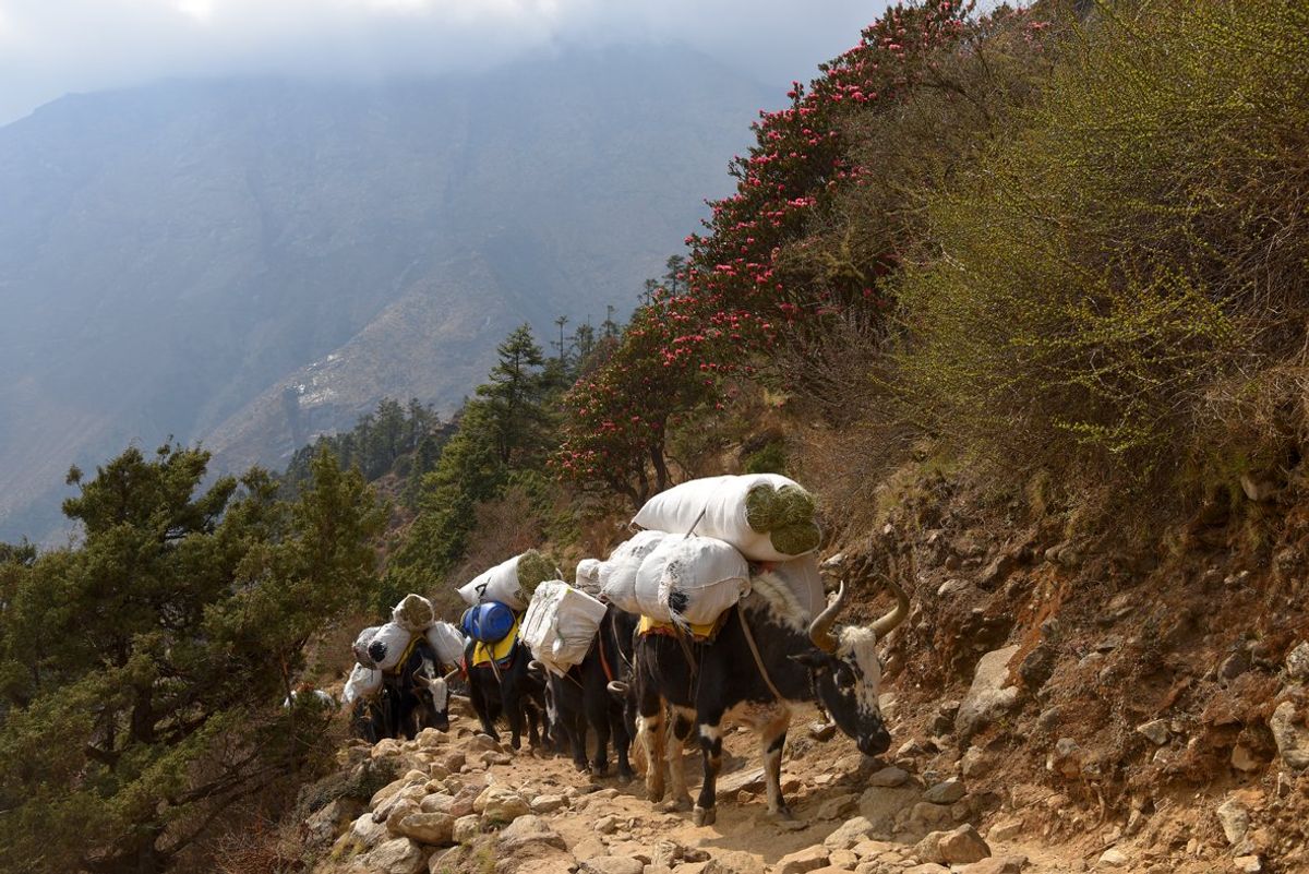動物も荷物を運んでいますが、シェルパの人たちは信じられない量を担いで山道を...