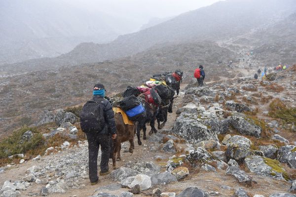 ネパール「ネパール」の写真：エベレスト街道。標高4500メートルを超...