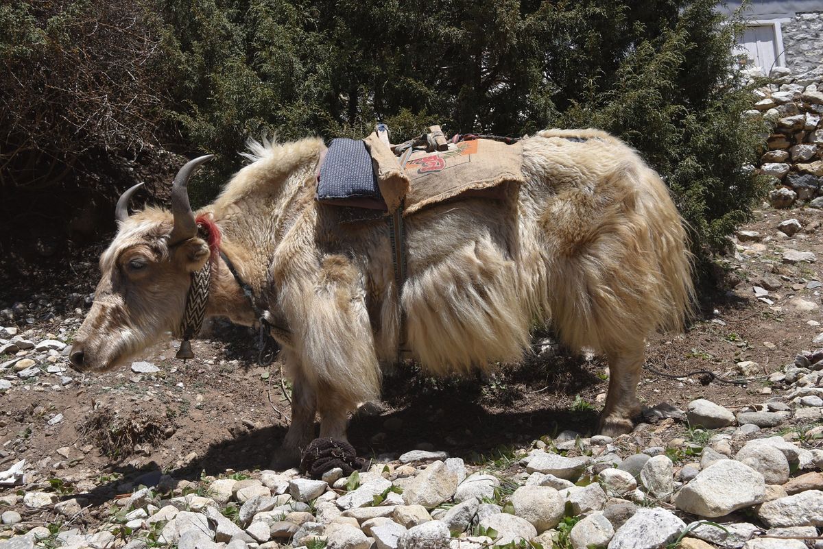エベレスト街道。
高度が上がってくるとやはり歩くのがきつくなってきます。
...