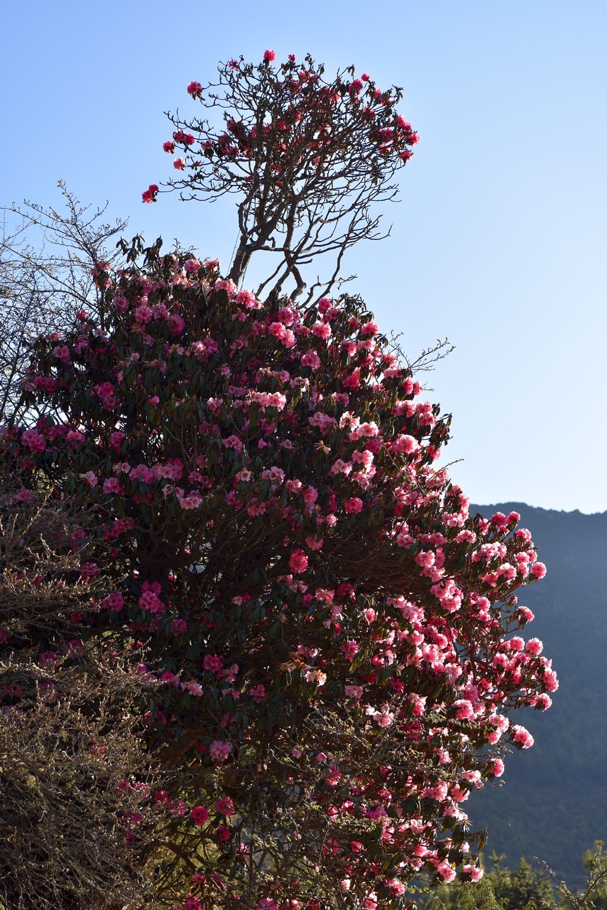 ナムチェバザール。
晴れた日中は過ごしやすい。