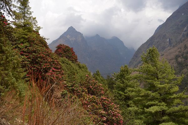 ネパール「ネパール」の写真：動物も荷物を運んでいますが、シェルパの人...