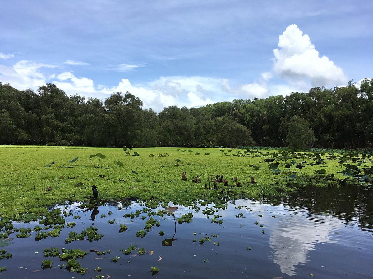 今回が2回目のrừng tràm Trà Sư (チャースー カユプテの森...