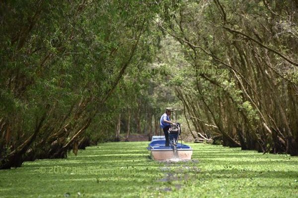 ベトナム「ベトナム」の写真：rừng tràm Trà Sư (チャ...