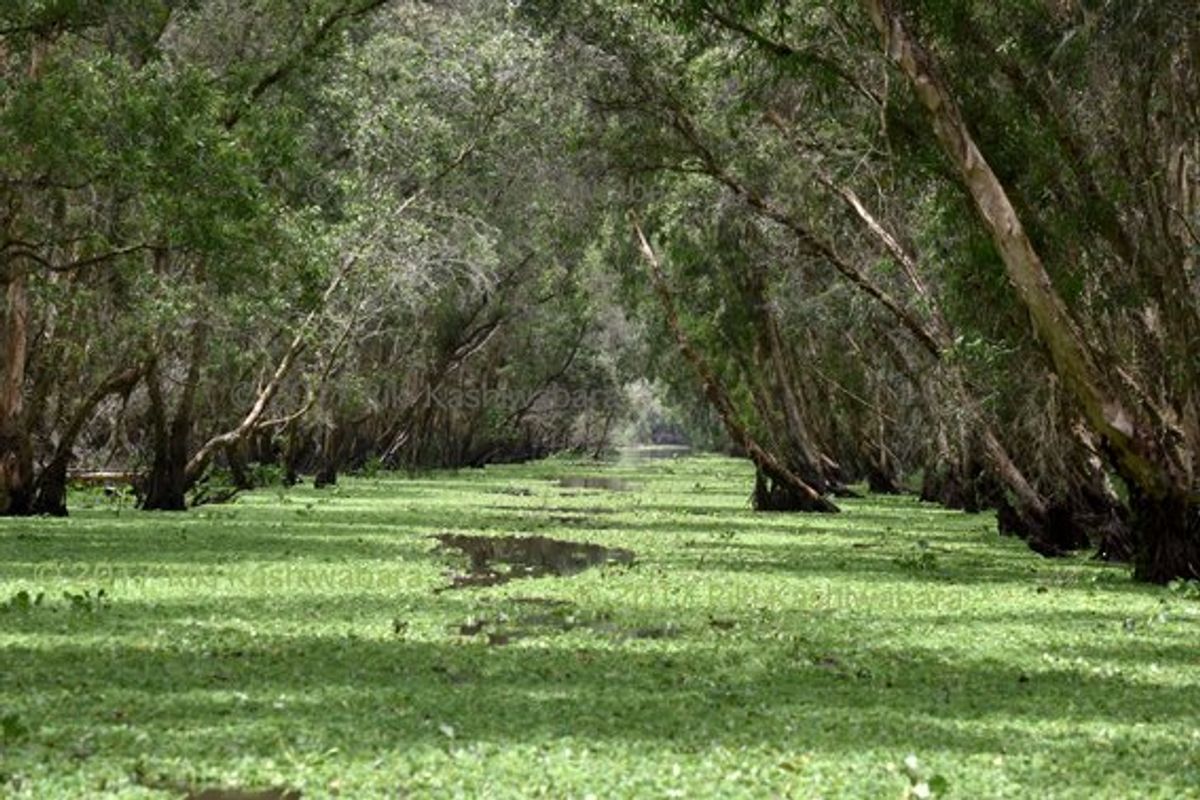 rừng tràm Trà Sư (チャースー カユプテの森)。
上も下も...