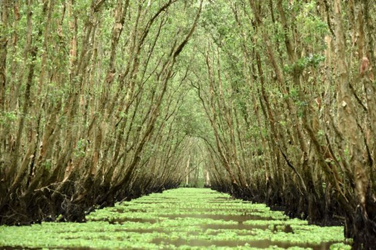 rừng tràm Trà Sư (チャースー カユプテの森)。
上も下も...