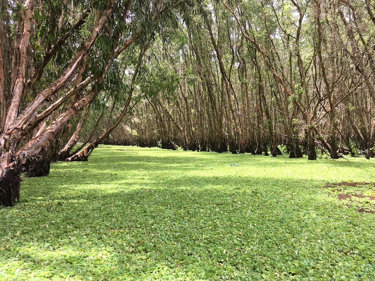 今回が2回目のrừng tràm Trà Sư (チャースー カユプテの森...