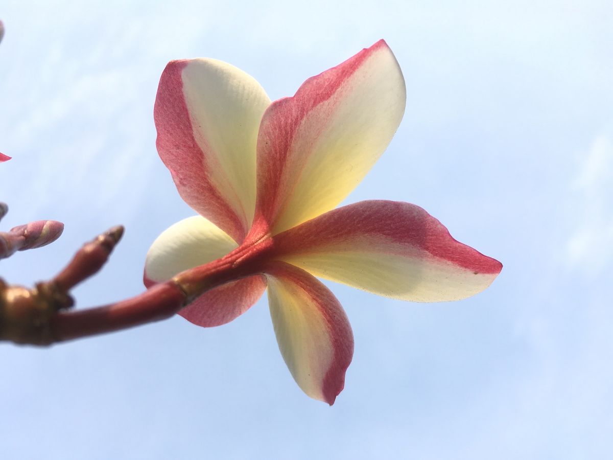 ターケーク、大好きなビアラオを飲みながら、ラオスからタイ側を望む。
辛さの...