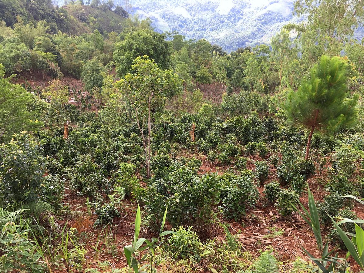 ポンサリー
朝食後の散歩、あてもなく山道を下る。途中お茶畑を発見、お土産に...