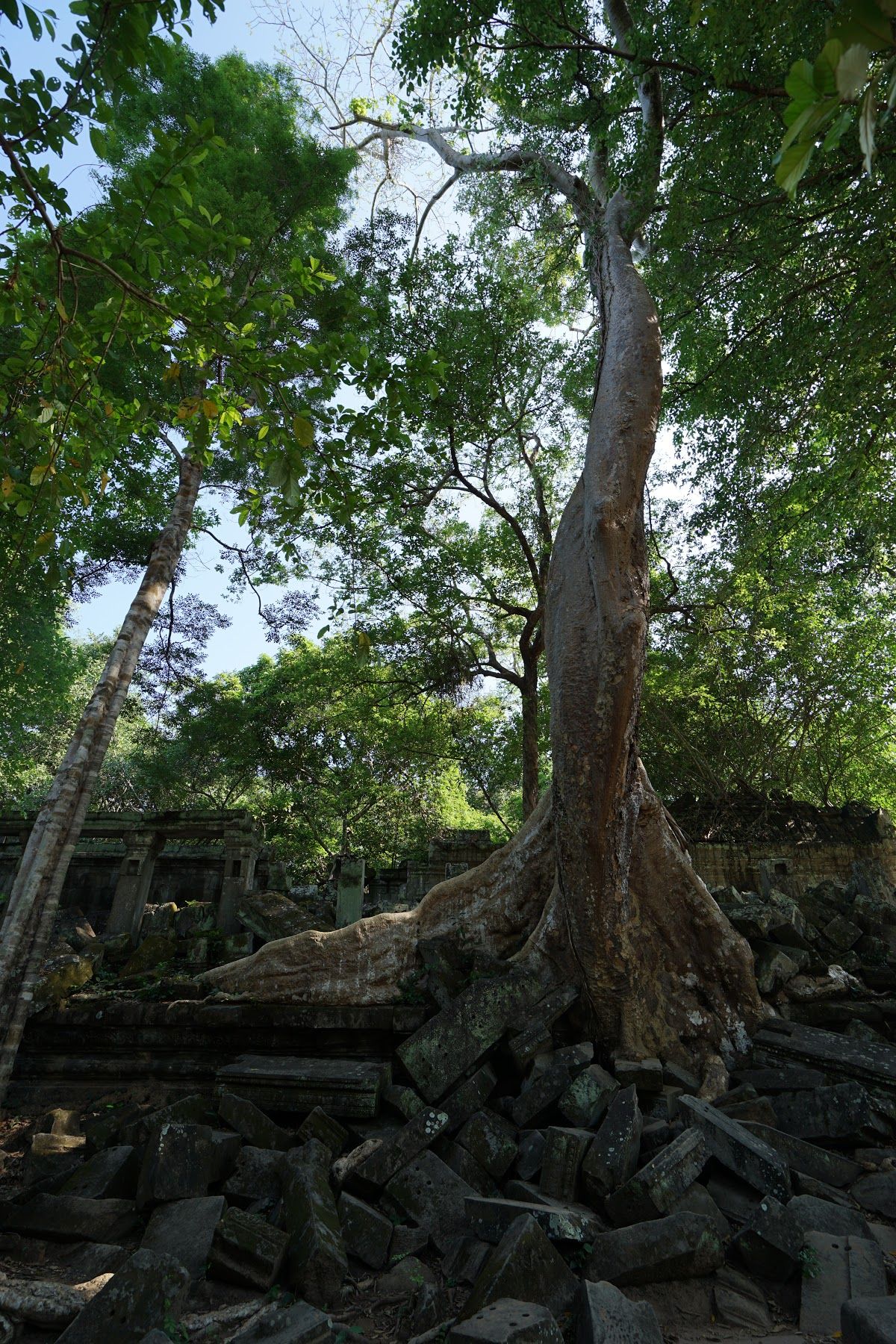 ベンメリア遺跡に到着！

ラピュタ！

昨日のアンコールワット遺跡とは違っ...