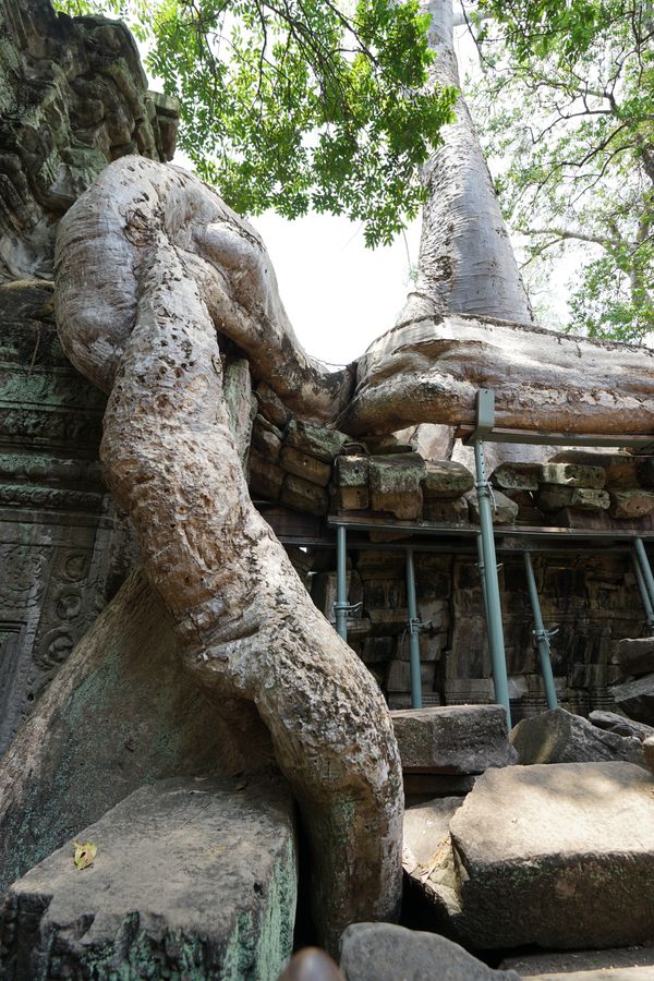 カンボジア・シェムリアップ「カンボジア アンコールワットとタイ国境への旅」の写真：タプローム遺跡

ドラクエかなぁ

ここ...