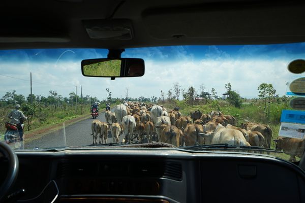 カンボジア・シェムリアップ「カンボジア アンコールワットとタイ国境への旅」の写真：ベンメリアをあとにし、プレアヴィヒアへ！...